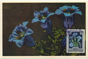 1948-Autriche(Osterreich)-Carte Maximum-Gentiane de Koch-Flowers-Gyger-Réf.C.113 - Imagen 1 de 2