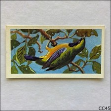 Brooke Bond Tea Card Tropical Birds 1961 #37 Orange Bellied Chloropsis (CC45)