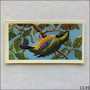 Brooke Bond Tea Card Tropical Birds 1961 #37 Orange Bellied Chloropsis (CC45)