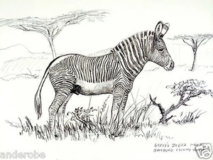 1973 African ZEBRA B/W Framable ART PRINT by Ray HARM 11"x15" L@@K - Picture 1 of 3