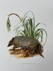 Six-banded armadillo animal print. antique and vintage natural sciences and - Picture 1 of 5