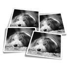 4x Square Stickers 10 cm - BW - Bearded Collie Puppy Dog  #36732