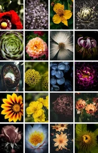 Bilder, Fotos, digital, Blumen, Sommerblumen, bunt - Bild 1 von 21