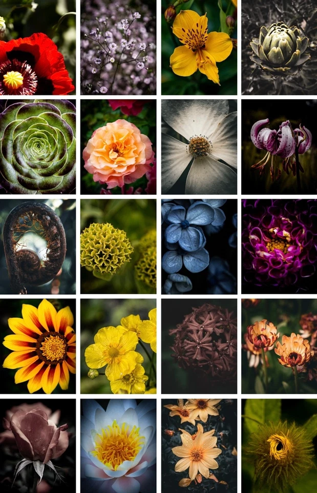 Bilder, Fotos, digital, Blumen, Sommerblumen, bunt - Bild 1 von 1