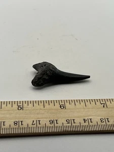 1.5” Mako Fossil Shark Tooth from NC Coast V14 - Picture 1 of 4