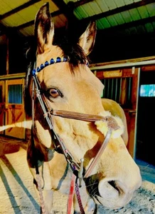 Grackle Noseband Bridle Horse Size Havana w/STÜBBEN EVENTING REINS. Bonnet ++ - Picture 1 of 7