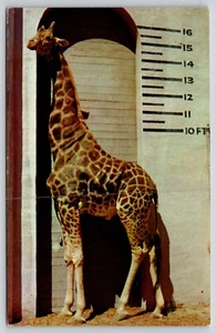Postal Uganda Jirafa San Diego Zoológico California Jirafa tippelskirchi - Imagen 1 de 2