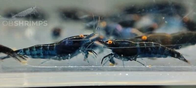 5 Neocaridine Davidi Blue Dream OE Occhi Arancioni LOW GRADE + omaggio superfood - Immagine 1 di 3