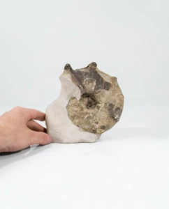 Fossil Mammites Nodosoides Ammonite 160mm - 1.9 KG - Picture 1 of 5
