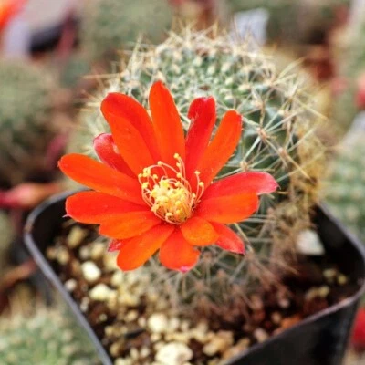 Rebutia Fabrisii Live Cactus Plant Real Fully Rooted Home Garden 2" Pot - Image 1 of 3