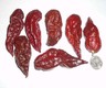 New Crop 2017, 14 Seeds From Organic Chocolate Bhutlah Pepper Plants-W 100