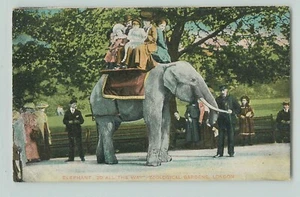 POSTCARD ELEPHANT WITH RIDERS ZOOLOGICAL GARDENS LONDON. - Picture 1 of 2