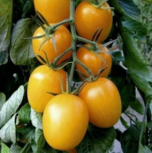 TOMATE ROMA ORO - AMARILLO, 50 semillas + REGALO - Imagen 1 de 1
