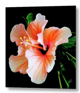 Hibiscus Spectacular, by Ben and Raisa Gertsberg, 20"x20", Print on Canvas - Picture 1 of 1