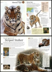 Siberian Tiger #52 Mammals - Discovering Wildlife Fact File Fold-Out Card - Picture 1 of 1