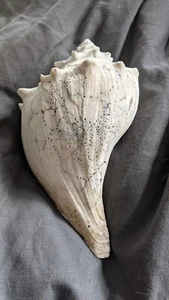 Große Fossil Muschel Knobelrad geknöpft oder Muschelschale 7 Zoll - Bild 1 von 5