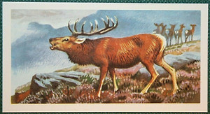RED DEER  Moorland Setting  Vintage 1950's Illustrated Wildlife Card  RC20MS