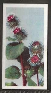 BROOKE BOND (TEA)-WILD FLOWERS 1ST SERIES (PAPER THIN) 1955-#14- QUALITY CARD!! - Picture 1 of 2