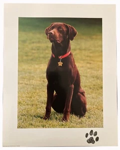 Offical White House Photograph - Professional/ Historical/ Presidential (8 x 10) - Picture 1 of 35