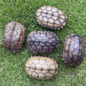 wholesale Taxidermy 5pcs Freshwater turtle shell Real Animal Specimen 9-11cm - Picture 1 of 1