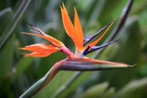 STRELITZIA REGINAE 3 x seeds - bird of paradise, rare exotic tropical - Picture 1 of 1
