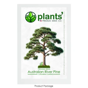 Australian River Pine Tree | Premium Seeds | Casuarina cunninghamiana | Plants'® - Picture 1 of 24