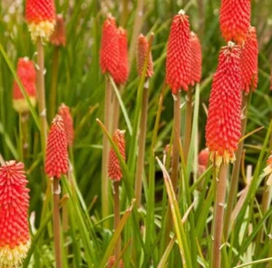 RED HOT POKER SEEDS 30+ Kniphofia Uvaria TORCH lilly PERENNIAL flower GARDEN - Picture 1 of 1
