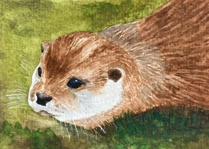 Original Watercolour Otter Painting ACEO - Picture 1 of 4