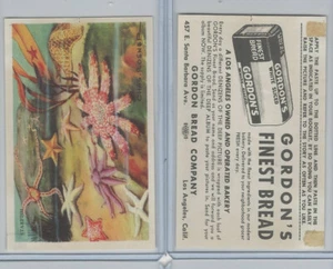 D39-13 Gordons Brot, Bewohner der Tiefe, 50er Jahre, Seestern - Bild 1 von 1