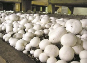 Mycélium de Champignons de Paris - Kit de culture Champignons - Imagen 1 de 5