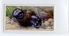 (Ja5601-100) Lambert & Butler,Wonders of Nature,Sacred Beetles,1924#4