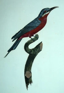 LE GUEPIER CARMIN MEROPIDAE Histoire naturelle des Tangaras, des Manikins... - Picture 1 of 4