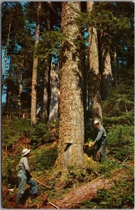 Vintage 1960s Western Washington Logging Postcard "TIMBER FALLING" Unused - Picture 1 of 2