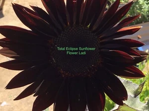 10 EXOTIC FULL SEED PACK OF SEEDS MOSTLY NEW TO AUSTRALIA GIFT PACK SUNFLOWERS🌻 - Picture 1 of 11
