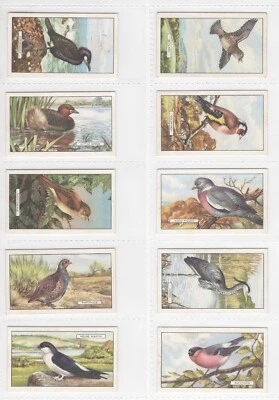British Birds Cigarette Cards Full Set of 48 Issued by Gallaher in 1937 - Image 1 of 4