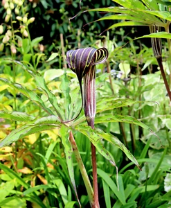 5 HIMALAYAN COBRA LILY Arisaema Consanguineum Asian Jack In Pulpit Flower Seeds - Picture 1 of 3