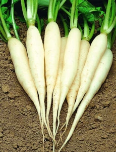 BOUGIE GLACÉE RADIS 500 GRAINES "carotte blanche" - Imagen 1 de 1