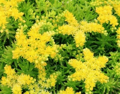 Stonecrop Sedum Bola de Limón Flores Amarillas Interior o Exterior Planta Viva 2.5" Maceta Foto 1 de 4