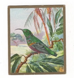 19/456 SAMMELBILD VOGEL PURPUR-NEKTARVOGEL - Bild 1 von 1