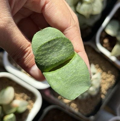 Gasteria Hybrid 'Gunpai Gagyu', cultivada en semillas, igual que en la foto (pequeña, 1,8 pulgadas) Foto 1 de 3