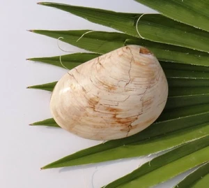 fossile Muschel Versteinerung MM008 Madagaskar Fossil - Bild 1 von 2