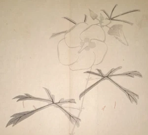 GYOKUSHO HIBISKUS JAPANISCHER HOLZSCHNITT ORIGINAL MEIJI-ÄRA - Bild 1 von 5
