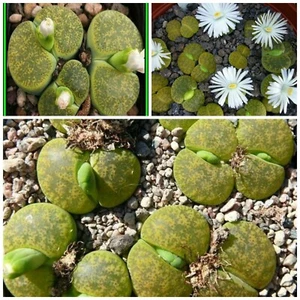 50 semi di Lithops lesliei form albinica, sassi viventi, living stones  - Foto 1 di 1