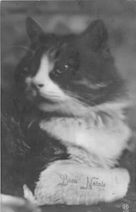 G8/ Animal Postcard 1928 Cat RPPC Real Photo Buen Natale 14 - Picture 1 of 4