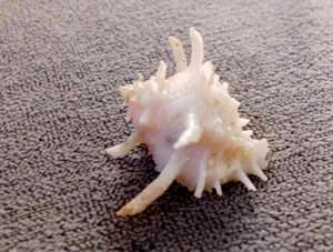 Babelomurex ricinuloides 30 mm F+++BIG SIZE "deep water specie"rarely seen today - Picture 1 of 9
