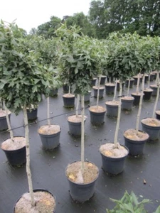 Hochstamm Kugel-Weißdorn / Zwerg-Weißdorn 60cm - Bild 1 von 1