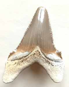 Giant 8.3cm auriculatus tooth from kazakhstan - Imagen 1 de 3
