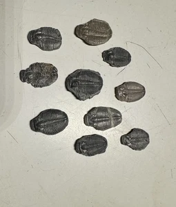 LOTE #10 - 10 TRILOBITES FÓSILES ELRATHIA - Imagen 1 de 4