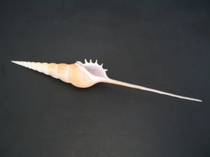 Collector Fave...TIBIA FUSUS~273,2mm/10 3/4"~Philippine SEASHELL - Bild 1 von 3