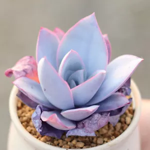 Pianta succulenta 6 cm Echeveria Cante Glass&Mendoza-Garcia Crassulaceae bellissima - Foto 1 di 12